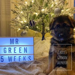 German Shepherd Puppies from Chico's German Shepherds