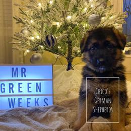 German Shepherd Puppies from Chico's German Shepherds
