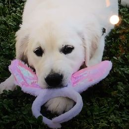 Golden Retriever Puppies from Happy Home English Cream Golden Retriever Breeders of SC