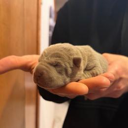 Hex - Lilac dilute male Chinese Shar-Pei puppy in Auburn, Kansas from Justin's Chinese Shar-Pei