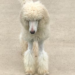 Poodle All Grown Up from Snow Poodle Standards