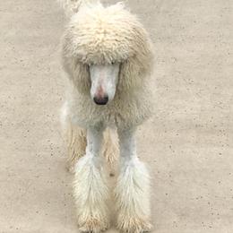 Poodle All Grown Up from Snow Poodle Standards