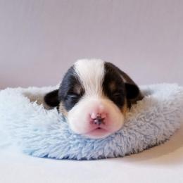 American Corgi and Pembroke Welsh Corgi Puppies from Whimsical Treasure Corgis