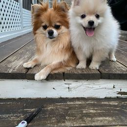 Ivy - Pomeranian