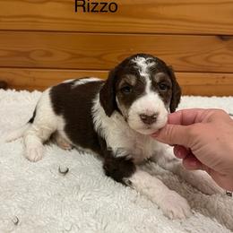 Rizzo - Parti female Poodle puppy in Washington, Pennsylvania from Patriotic Poodles