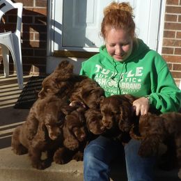 Sussex Spaniel Puppies from Brass Lite Kennel