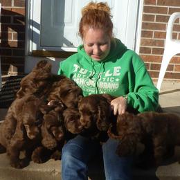 Sussex Spaniel Puppies from Brass Lite Kennel