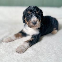 Hamlet - Tri-color male Bernedoodle puppy in Osage City, Kansas from Golden Ridge Goldens