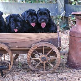Giant Schnauzer Puppies from Giant Strides Giants