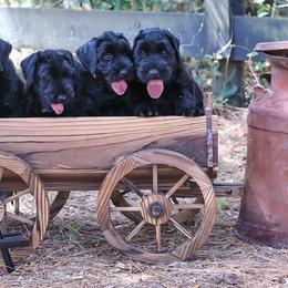 Giant Schnauzer Puppies from Giant Strides Giants