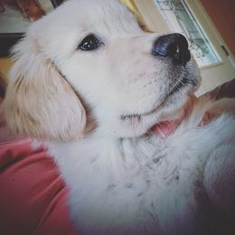 Golden Retriever Puppies from DoubleTake Goldens