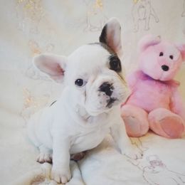 French Bulldog Puppies from French Vanilla Frenchies