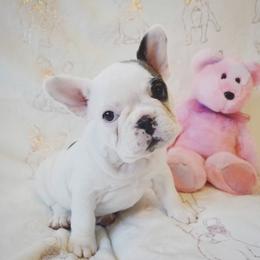 French Bulldog Puppies from French Vanilla Frenchies