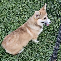 Jameson - Red male Pembroke Welsh Corgi puppy in Payson, Utah from Blue Moon Farms