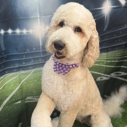 Rosie - Bernedoodle