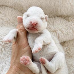 Amber - Parti female Goldendoodle puppy in Gilbert, Arizona from Doodle Bliss