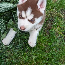 Siberian Husky Puppies from 3 Rivers Siberians(Richard's)