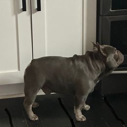 Bodi boy - Blue male French Bulldog puppy in Asheville, North Carolina from MTO KENNELS