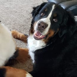 Bernese Mountain Dogs from Joyful Bernese