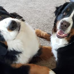 Bernese Mountain Dogs from Joyful Bernese