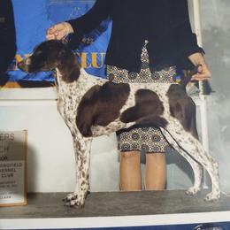 Reba - German Shorthaired Pointer