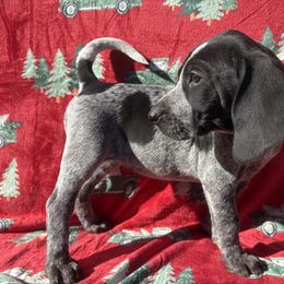 Darla - Blue ticked female Bluetick Coonhound puppy in Mount Pleasant, Texas from Harmons Hounds