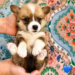 Blue Collar Boy - Red male Pembroke Welsh Corgi puppy in Yulee, Florida from Pembroke Welsh Corgis at Belle Haven