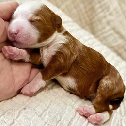 Shrimp - Red  female Goldendoodle puppy in Garden Grove, California from Sunkissed Doodles