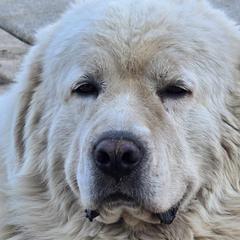 Aussiedoodles and Polish Tatra Sheepdogs from Abbott Family Farm
