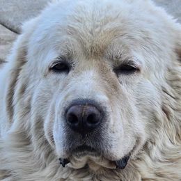 Aussiedoodles and Polish Tatra Sheepdogs from Abbott Family Farm