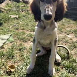 Vihaan - Black and silver male Saluki puppy in Los Angeles, California from Srinagar Salukis