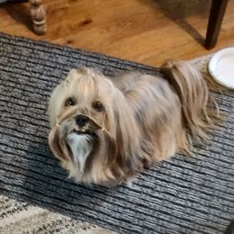 Asti - Lhasa Apso