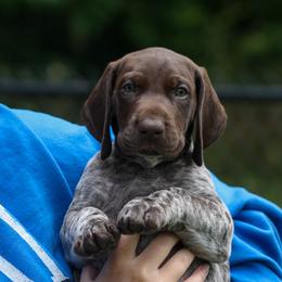 Boy 4 - Liver roan male German Shorthaired Pointer puppy in Fowlerville, Michigan from RED Clay Dogs