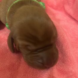 Boy 2 - Red golden Wirehaired Vizsla puppy in Pittsburgh, Pennsylvania from Kendra Breeding
