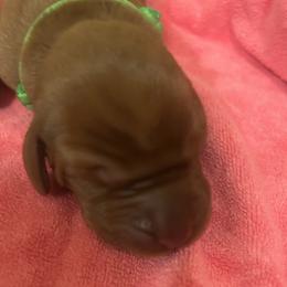 Boy 2 - Red golden Wirehaired Vizsla puppy in Pittsburgh, Pennsylvania from Kendra Breeding