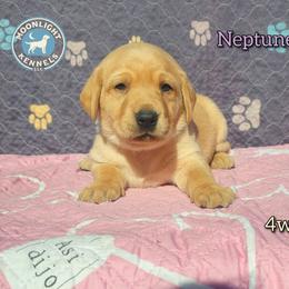 Neptune - Yellow female Labrador Retriever puppy in Elloree, South Carolina from Moonlight Kennels LLC