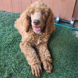 Jackson - Red  male Poodle puppy in Colorado Springs, Colorado from Silly's Standard Poodles