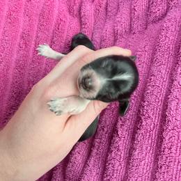 Piebald boy - Piebald male Dachshund puppy in Umatilla County, Oregon from Divine Dogs
