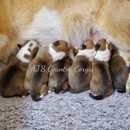 Pembroke Welsh Corgi Puppies from AJ'S Country Corgi's
