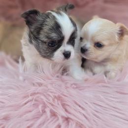 Tyson - Sable spotted white male Chihuahua puppy in Brooksville, Florida from Daystars Chihuahuas