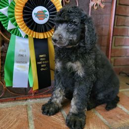 Aussiedoodle and Poodle Puppies from Waterford Doodle Farm