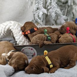 Cavapoo and Whoodle Puppies from Gardner Lane Puppies