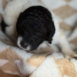 Goldendoodle Puppies from Mayberry Doodles and Poodles