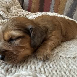 Shaded Red Dapple Female - Red female Dachshund puppy in Mesa, Arizona from Ruby Desert Doxies