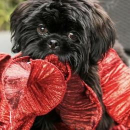 Shih Tzu All Grown Up from AKC Shih Tzu of California