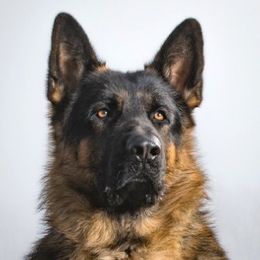 German Shepherds from Riehlhaus German Shepherds