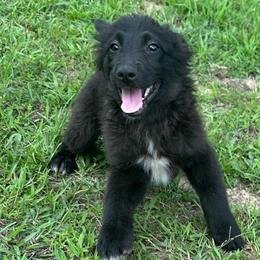 Houdini - Black & white male Australian Shepherd puppy in Albertville, Alabama from Salt Creek Aussies