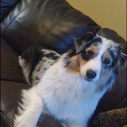 Raya - Australian Shepherd