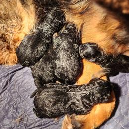 Lena - Black and red female German Shepherd puppy in Los Lunas, New Mexico from Mali's German Shepherds LLC
