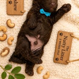 Cashew - Chocolate male Goldendoodle puppy in Miami, Florida from Jade’s Paws & Co. Of Miami LLC